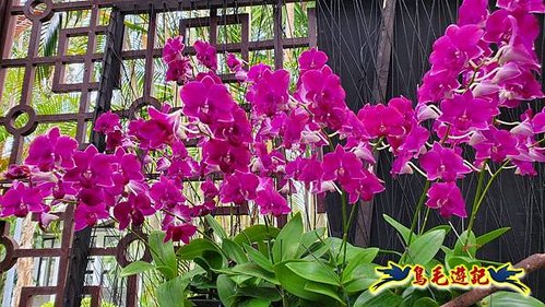 士林官邸天南星%26;秋石斛花卉展 (11).jpg
