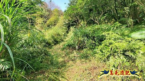 萬里富士坪古道-富士坪山-富士坪山腰古道-大坪國小溪底分校P形 (3).jpg