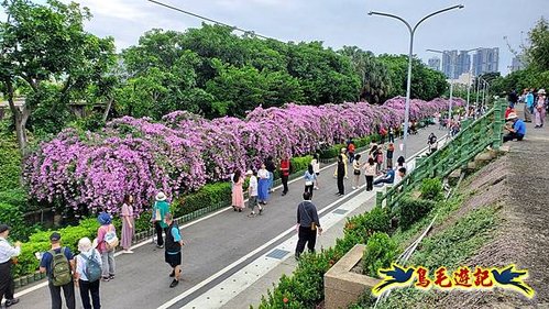 泰山楓樹里蒜香藤紫爆花廊步道 (1).jpg