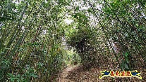 芎林文林生態古道-糖塔山-高梘頭山-文林閣O形 (18).jpg