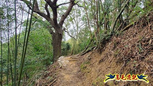 芎林文林生態古道-糖塔山-高梘頭山-文林閣O形 (24).jpg