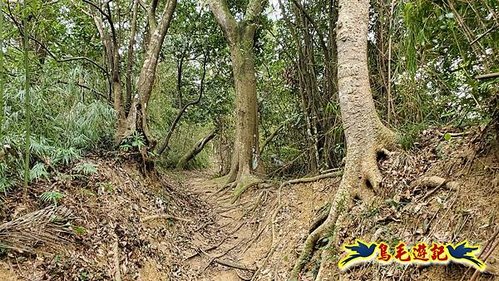 芎林文林生態古道-糖塔山-高梘頭山-文林閣O形 (37).jpg
