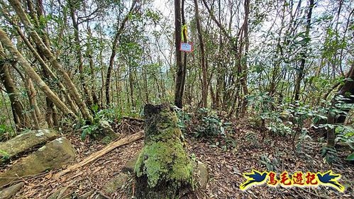 小格頭獅頭山黃花肖頭蕊蘭%26;鱷魚島觀景步道 (9).jpg