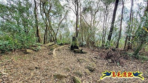 小格頭獅頭山黃花肖頭蕊蘭%26;鱷魚島觀景步道 (8).jpg