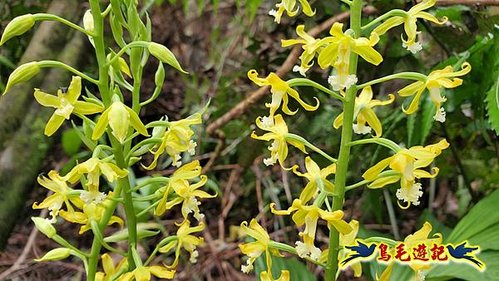 小格頭獅頭山黃花肖頭蕊蘭%26;鱷魚島觀景步道 (12).jpg