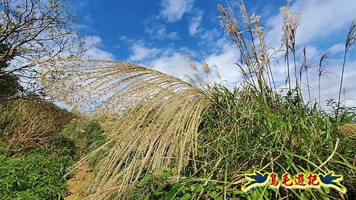 小格頭獅頭山黃花肖頭蕊蘭%26;鱷魚島觀景步道 (17).jpg