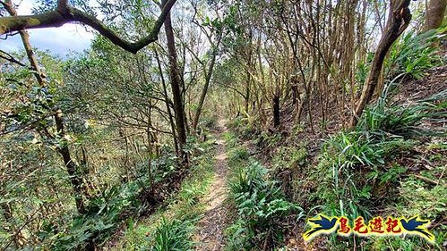 小格頭獅頭山黃花肖頭蕊蘭%26;鱷魚島觀景步道 (15).jpg