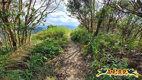 小格頭獅頭山黃花肖頭蕊蘭%26;鱷魚島觀景步道 (16).jpg