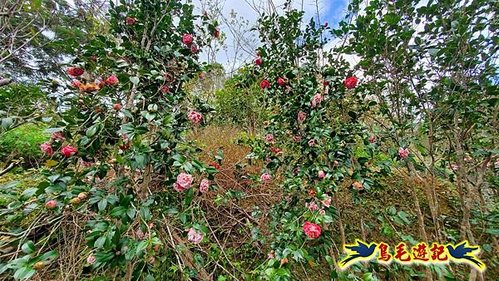 小格頭獅頭山黃花肖頭蕊蘭%26;鱷魚島觀景步道 (38).jpg