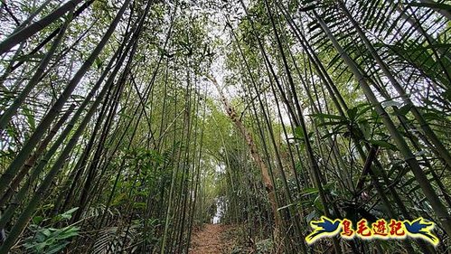 三峽永福宮-二鬮山-小石牛-大石牛-烏塗窟山-娘子坑山-妙法寺-大溪老街 (37).jpg