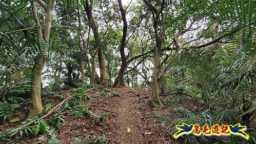 三峽永福宮-二鬮山-小石牛-大石牛-烏塗窟山-娘子坑山-妙法寺-大溪老街 (65).jpg