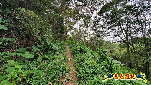 竹東福龍步道柯子湖山西北峰北峰柯子湖山O形 (9).jpg