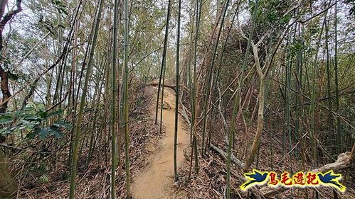 竹東福龍步道柯子湖山西北峰北峰柯子湖山O形 (15).jpg