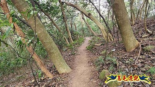 竹東福龍步道柯子湖山西北峰北峰柯子湖山O形 (26).jpg