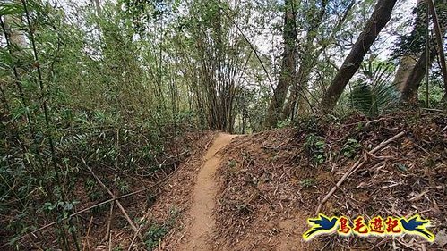 竹東福龍步道柯子湖山西北峰北峰柯子湖山O形 (27).jpg