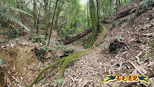 竹東福龍步道柯子湖山西北峰北峰柯子湖山O形 (38).jpg