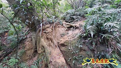 竹東福龍步道柯子湖山西北峰北峰柯子湖山O形 (39).jpg