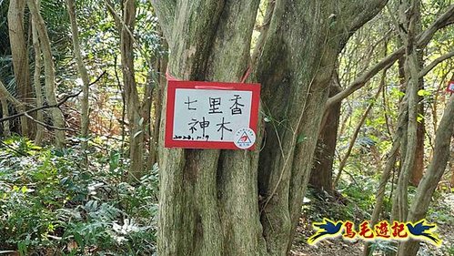 竹東三山 (22).jpg