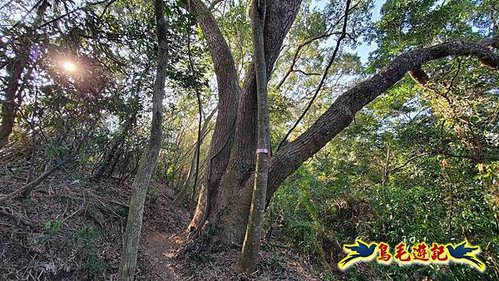 竹東三山 (35).jpg