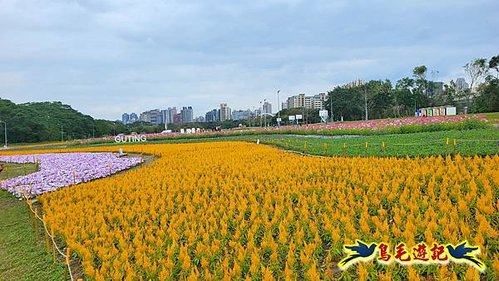 2025花IN台北-古亭河濱公園花海 (5).jpg