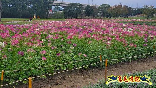 2025花IN台北-古亭河濱公園花海 (10).jpg