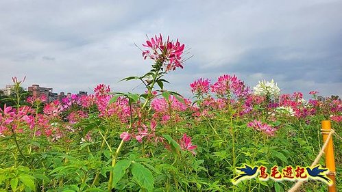 2025花IN台北-古亭河濱公園花海 (21).jpg