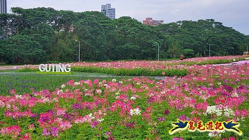 2025花IN台北-古亭河濱公園花海 (25).jpg