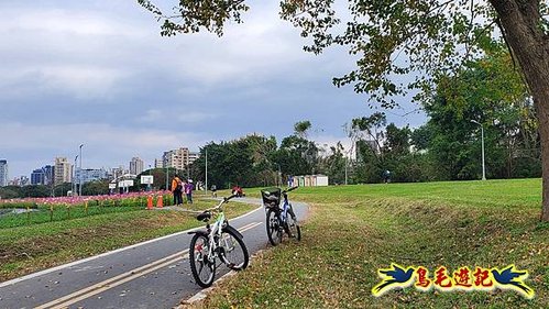 2025花IN台北-古亭河濱公園花海 (27).jpg