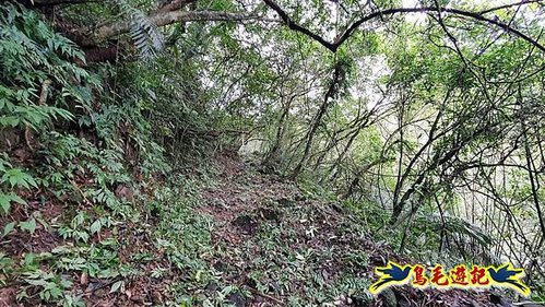 雙溪雙泰公路舊道-百二階古道-苕谷瀑布-逸仙山(蝙蝠山)O形 (7).jpg