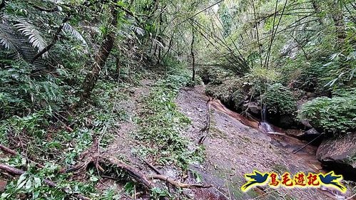 雙溪雙泰公路舊道-百二階古道-苕谷瀑布-逸仙山(蝙蝠山)O形 (14).jpg