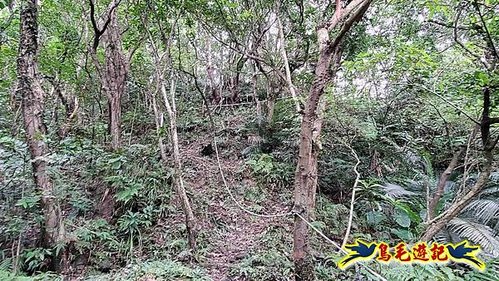 雙溪雙泰公路舊道-百二階古道-苕谷瀑布-逸仙山(蝙蝠山)O形 (22).jpg