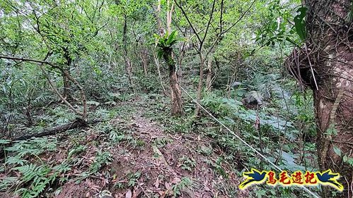 雙溪雙泰公路舊道-百二階古道-苕谷瀑布-逸仙山(蝙蝠山)O形 (21).jpg