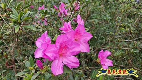 雙溪雙泰公路舊道-百二階古道-苕谷瀑布-逸仙山(蝙蝠山)O形 (27).jpg