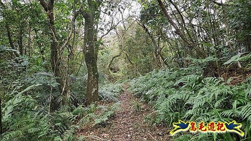 雙溪雙泰公路舊道-百二階古道-苕谷瀑布-逸仙山(蝙蝠山)O形 (30).jpg