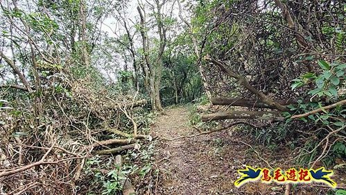 雙溪雙泰公路舊道-百二階古道-苕谷瀑布-逸仙山(蝙蝠山)O形 (31).jpg