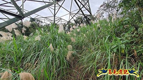 雙溪雙泰公路舊道-百二階古道-苕谷瀑布-逸仙山(蝙蝠山)O形 (32).jpg