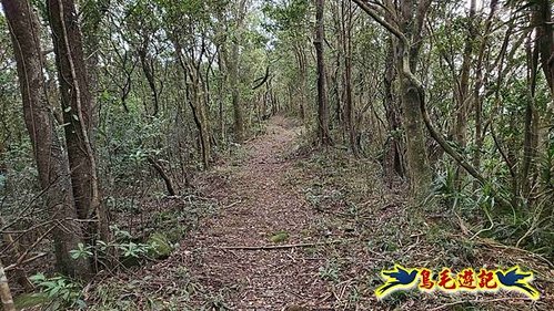雙溪雙泰公路舊道-百二階古道-苕谷瀑布-逸仙山(蝙蝠山)O形 (33).jpg