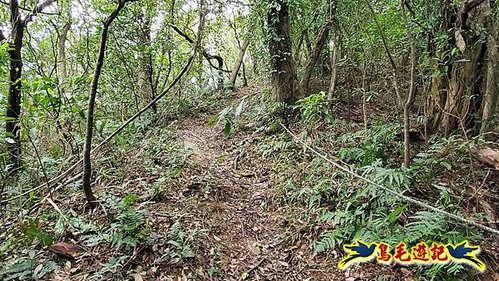 雙溪雙泰公路舊道-百二階古道-苕谷瀑布-逸仙山(蝙蝠山)O形 (38).jpg
