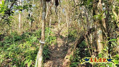 坪林水柳腳步道-烏窟子山-黃櫸皮寮山-𩻸魚堀溪步道O形 (26).jpg