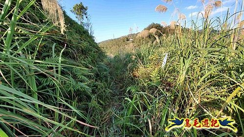 坪林水柳腳步道-烏窟子山-黃櫸皮寮山-𩻸魚堀溪步道O形 (28).jpg