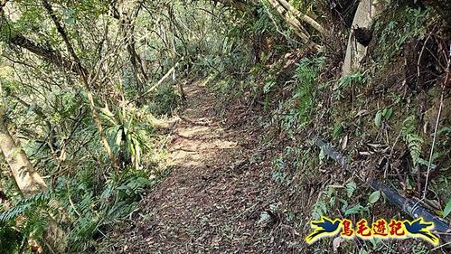 坪林水柳腳步道-烏窟子山-黃櫸皮寮山-𩻸魚堀溪步道O形 (51).jpg