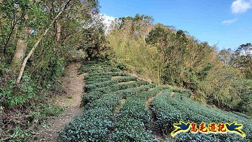 坪林水柳腳步道-烏窟子山-黃櫸皮寮山-𩻸魚堀溪步道O形 (56).jpg