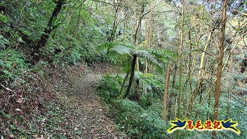 坪林水柳腳步道-烏窟子山-黃櫸皮寮山-𩻸魚堀溪步道O形 (57).jpg