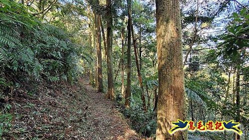 坪林水柳腳步道-烏窟子山-黃櫸皮寮山-𩻸魚堀溪步道O形 (58).jpg