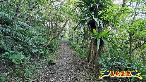 坪林水柳腳步道-烏窟子山-黃櫸皮寮山-𩻸魚堀溪步道O形 (62).jpg