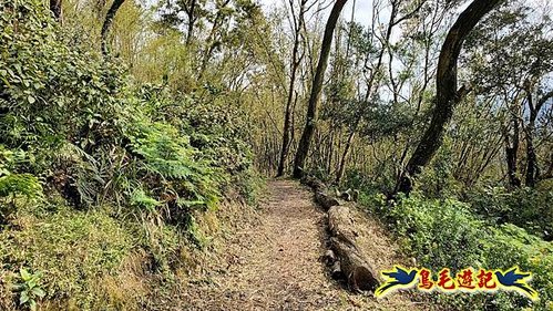 坪林水柳腳步道-烏窟子山-黃櫸皮寮山-𩻸魚堀溪步道O形 (76).jpg