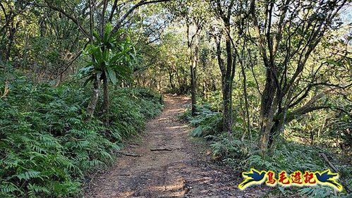 貢寮車站-大嶺古道-大石壁坑山-龍字碑-五酒桶山去回 (51).jpg