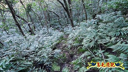 貢寮車站-大嶺古道-大石壁坑山-龍字碑-五酒桶山去回 (72).jpg