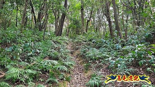 四腳亭車站-碇內承福宮-碇內尖-龍門山-粗坑頭崙-粗坑口步道．煤窯遺址O形 (53).jpg