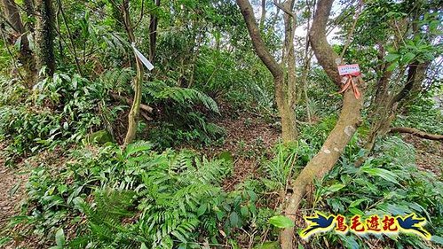 四腳亭車站-碇內承福宮-碇內尖-龍門山-粗坑頭崙-粗坑口步道．煤窯遺址O形 (58).jpg